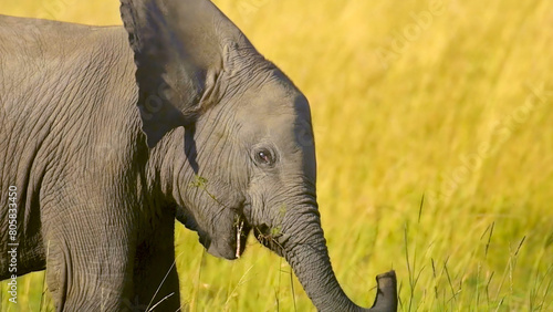 Portrait photo of baby elephant, African wild elephant in habitat, wildlife of Maasai Mara National Reserve, Kenya, Africa, Jul 2021
