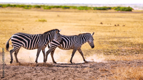 Zebra animal walking in Amboseli National Park, Kenya, Jan 2024