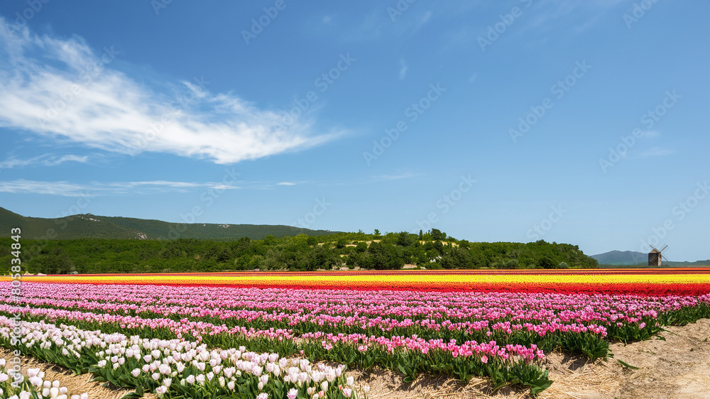 オランダのカラフルな春のチューリップ畑