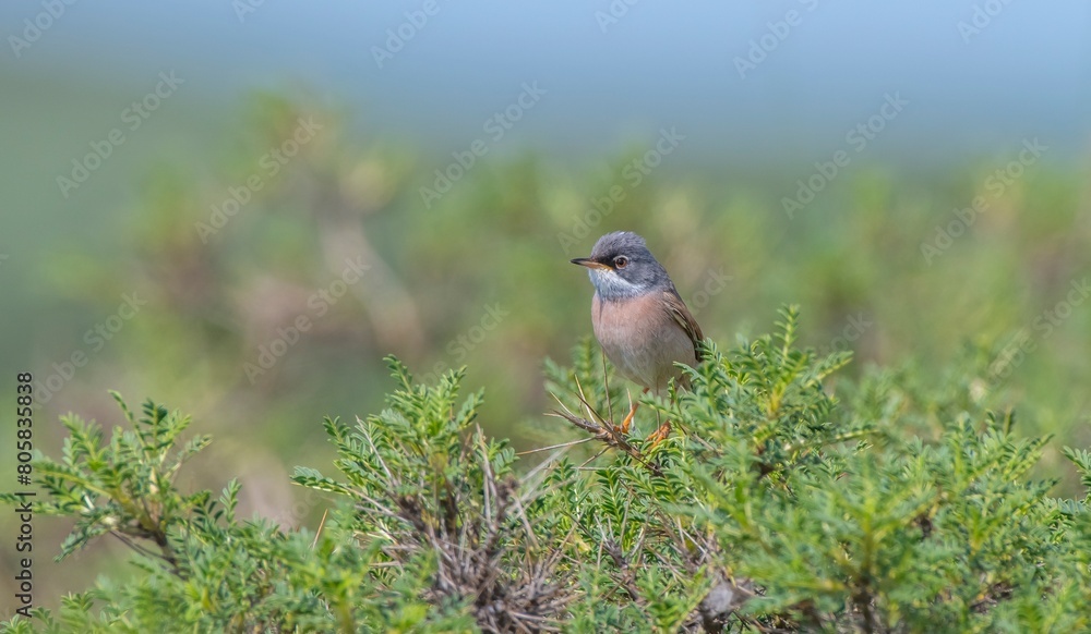 Spectacled Warbler (Sylvia conspicillata) lives as a resident species on the foothills of Karacadağ, located in the triangle of Diyarbakır, Mardin and Şanlıurfa. Spectacled Warbler (Sylvia conspicillata) lives as a resident species on the foothills of Karacadağ, located in the triangle of Diyarbakır, Mardin and Şanlıurfa.