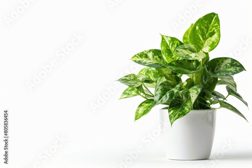 Lush Potted Plant with Variegated Leaves
