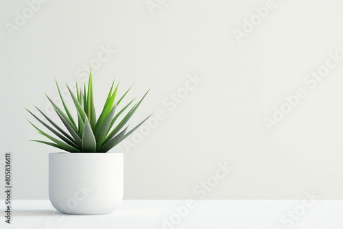 Minimalist Indoor Plant in White Pot