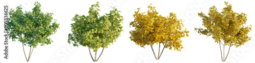 Slika na platnu Fig tree 4k png cutout transparent background