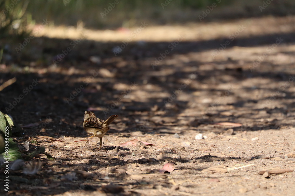 little bird on a big journey little bird on a big journey