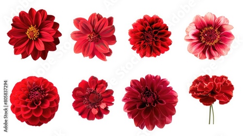 Selection of Various Red Flowers Isolated on White Background. Set of Nine Dahlia  Gerber  Daisy  Carnation  Rose  Zinnia Flowers Garden flowers in many different colors isolated over white 