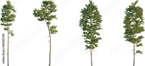 Bild auf Leinwand Scots pine tree 4k png cutout transparent background