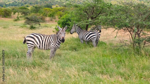 Zebra in National Park of Kenya, Africa, Feb 2024