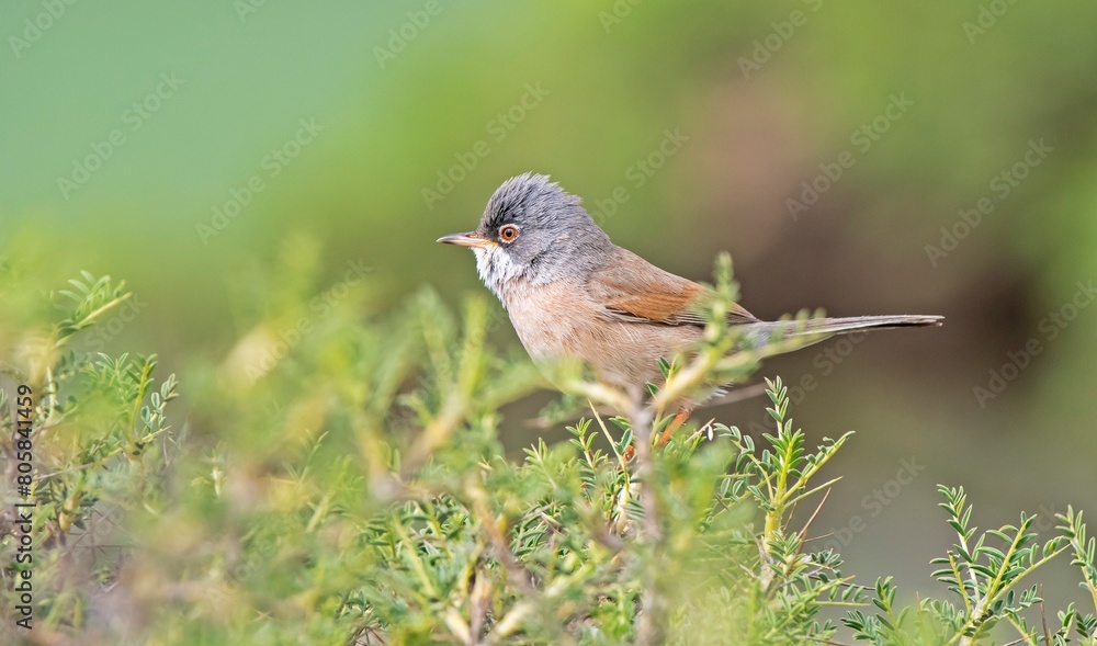 Spectacled Warbler (Sylvia conspicillata) lives as a resident species on the foothills of Karacadağ, located in the triangle of Diyarbakır, Mardin and Şanlıurfa. Spectacled Warbler (Sylvia conspicillata) lives as a resident species on the foothills of Karacadağ, located in the triangle of Diyarbakır, Mardin and Şanlıurfa.