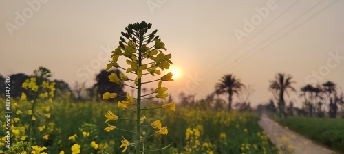 Canola oil Leaves is a food-grade version derived from rapeseed cultivars specifically bred for low erucic acid content. Sunset Shot photo