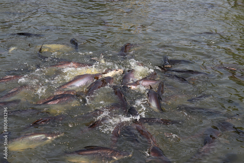 Many fish in the water. Freshwater fishing