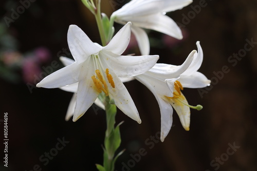 Lilium candidum is a plant in the true lily family