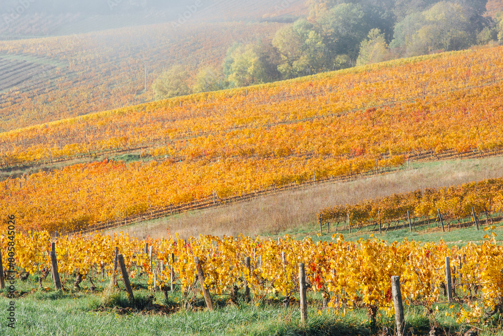 Paysage de vigne en automne. Vignoble doré durant l'automne. Vignoble automnale. Viticulture en Bourgogne. La Côte d'Or à Beaune. Culture du raisin pour le vin