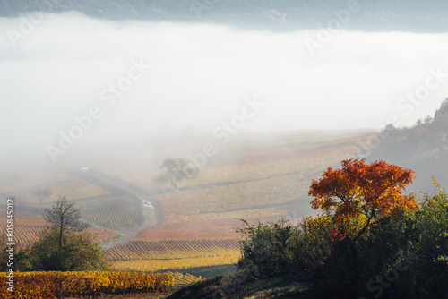 paysage de vignes pendant l'automne. Côte-d'Or en automne. Des vignes et de la brume en Bourgogne. Viticulture et vignoble en France. Vignes dorées. Culture du raisin.