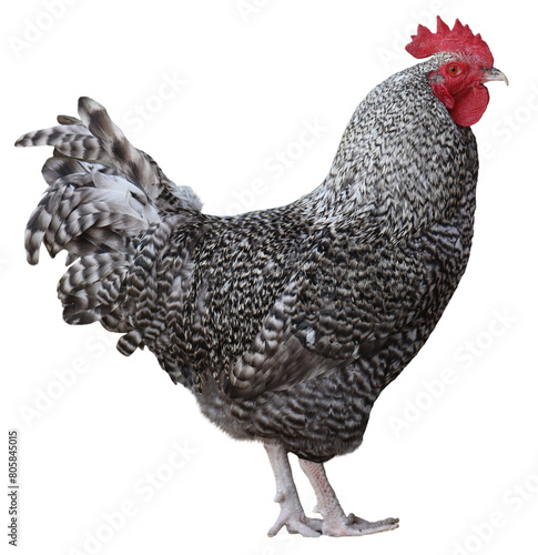 Fényképezés Barred Rock chicken isolated on a transparent background.