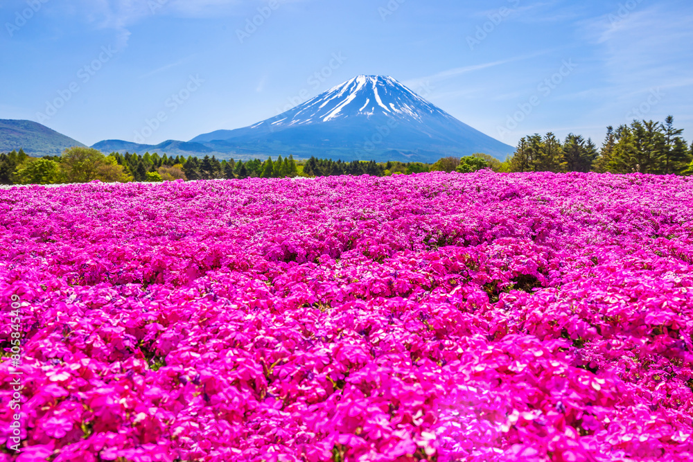 Naklejka premium Landscape of Fuji Shibazakura Festival with the field of pink moss of Sakura or cherry blossom with Mountain Fuji Yamanashi, Japan