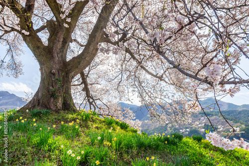 Narcissus or Suisen flowers under Wanitsuka no Sakura large 330 year old cherry tree in full bloom with blue sky background is a symbol of Nirasaki, Yamanashi Japan.