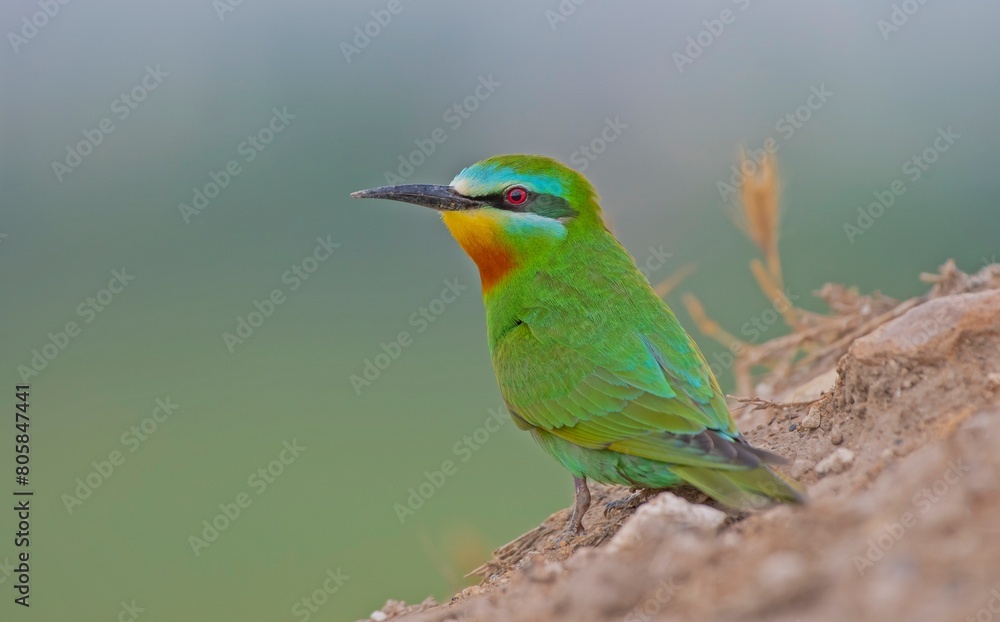 Obraz premium Blue-cheeked Bee-eater (Merops persicus) comes from the African continent to the southern parts of Turkey to breed in the summer months. It is a rare species.