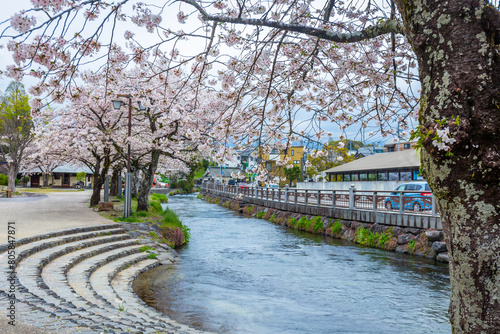 Cherry blossoms blooming riverside at Fujisan Hongu Sengen Taisha Shinto Shrine in Fujinomiya famous shrine and landmark Shizuoka Japan