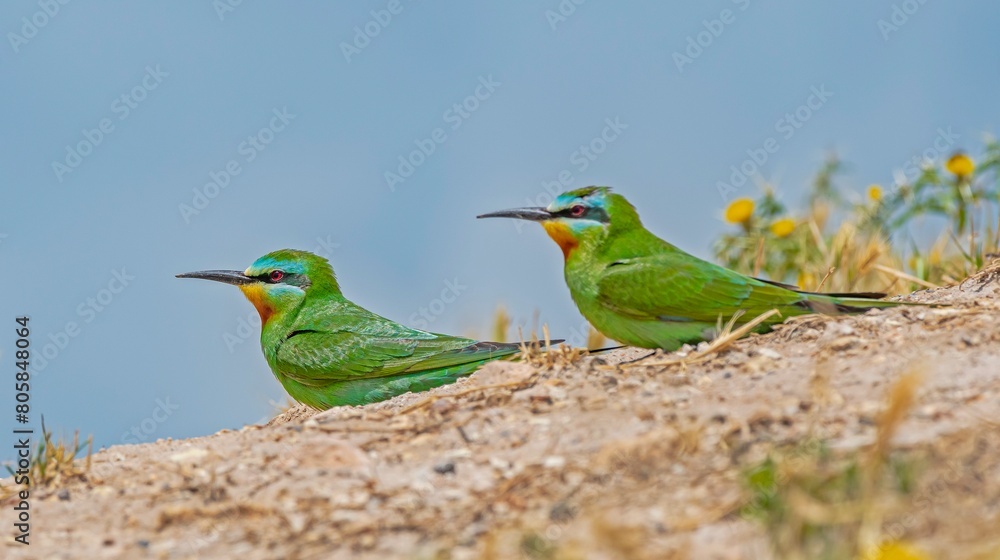 Blue-cheeked Bee-eater (Merops persicus) comes from the African continent to the southern parts of Turkey to breed in the summer months. It is a rare species.