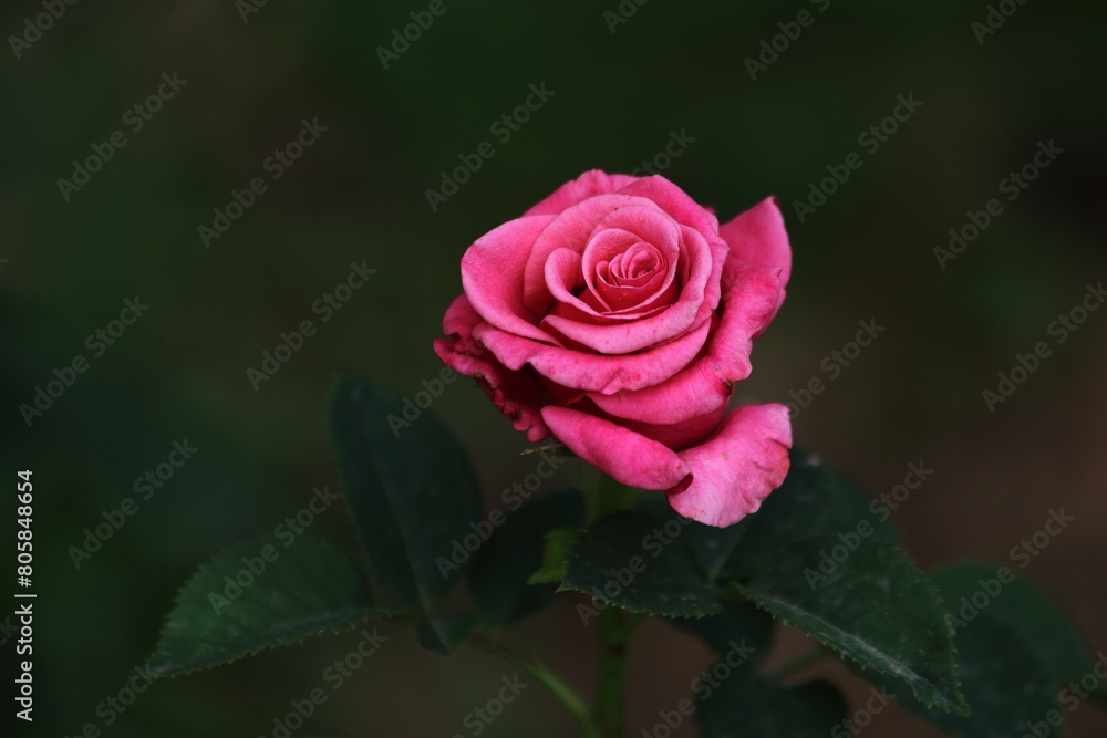 a beautiful, isolated rose in the garden a beautiful, isolated rose in the garden