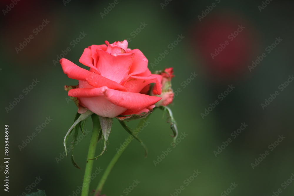 a beautiful, isolated rose in the garden a beautiful, isolated rose in the garden
