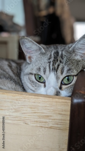 cat on a chair