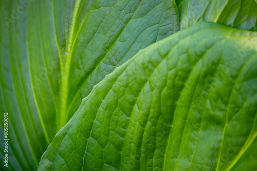 Closeup of large green leaves with yellow veins and leaf texture freshness green nature background