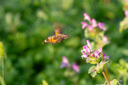 オオスカシバのホバリング吸蜜 photo