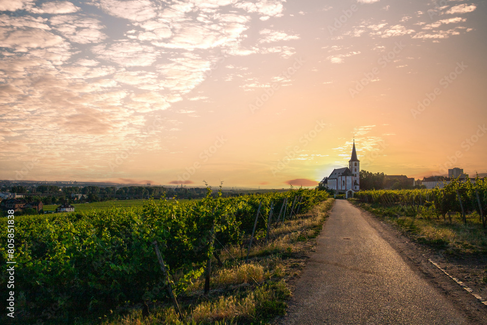 In the foreground you can find beautiful green vineyards in a landscape shot. In the background there is an old church with the sun setting behind it. Vineyards of the city of Frankfurt in Hochheim 