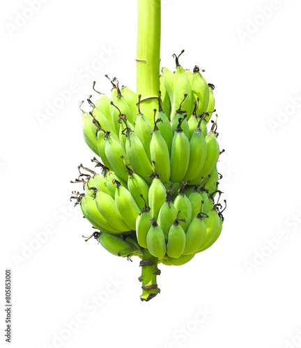 Green raw bananas on a banana tree in bunches isolated on a white background.
