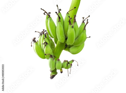 Green raw bananas on a banana tree in bunches isolated on a white background.
