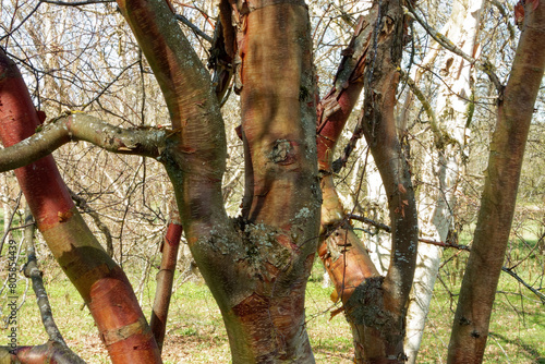 Betula albosinensis var. septentrionalis photo