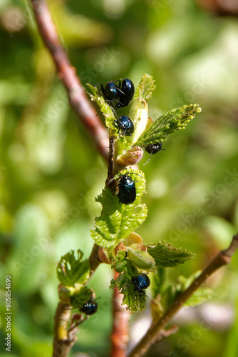 Agelastica alni, the alder leaf beetle