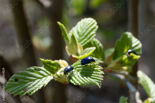 Agelastica alni, the alder leaf beetle