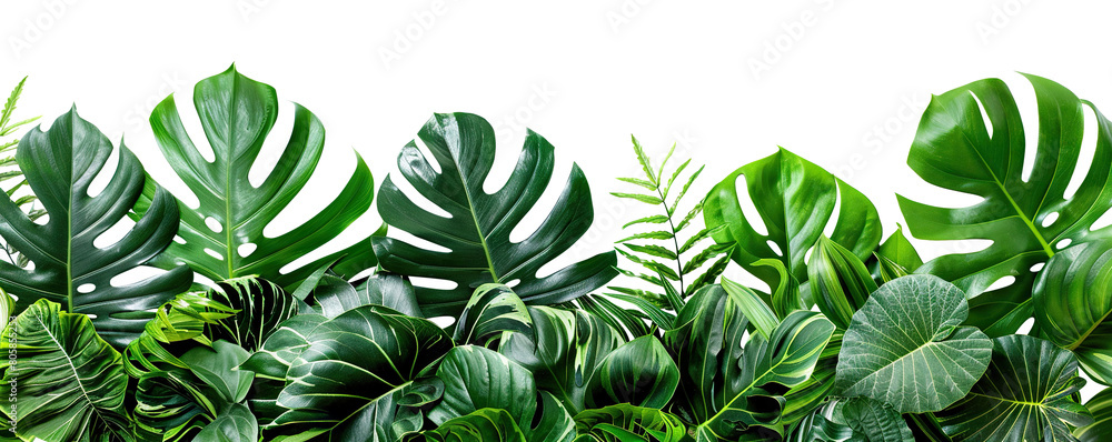 Lush green tropical plants bush (monstera, palm, rubber plant, pine and fern), cut out