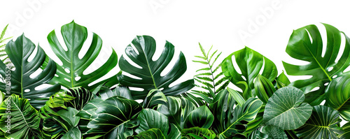 Lush green tropical plants bush  monstera  palm  rubber plant  pine and fern   cut out