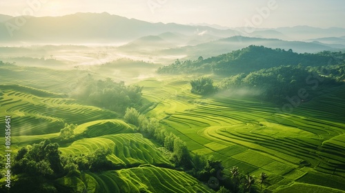 Golden Sunrise Over Expansive Green Rice Fields