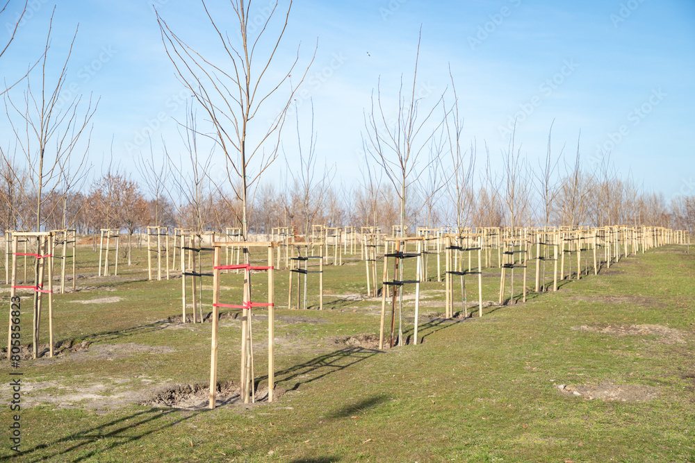Young trees planted in a row in the new city park. Young trees with protective support. Alley of young trees neatly planted and tied to pegs in a new city park or square.