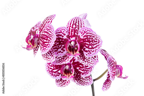 Beautiful Phalaenopsis orchid flowers, isolated on white background. Orchid on a white background. Copy space.