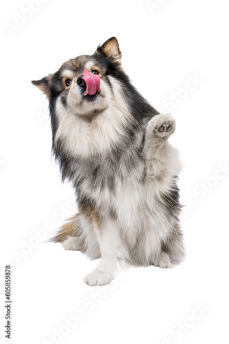 Portrait of Finnish Lapphund dog waving and licking his mouth on transparent background