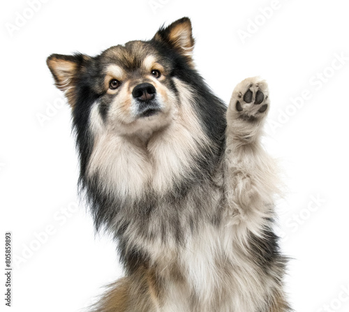 Portrait of Finnish Lapphund dog waving on transparent background