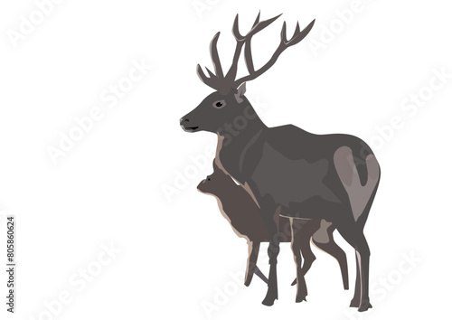  deer silhouette isolated on white