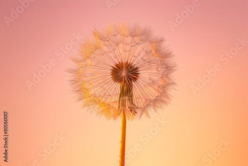 Early morning light illuminates the intricate geometric seed formation of a solitary dandelion isolated on a gradient background 