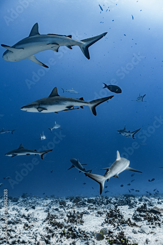 Lot of shark in the deep