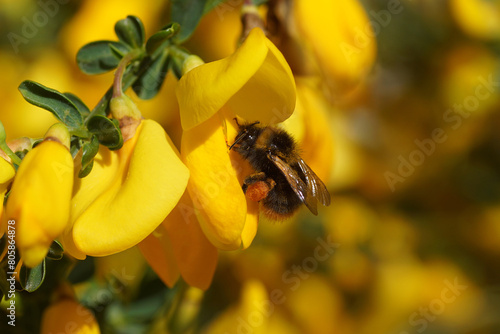 Close up Early bumblebee (Bombus pratorum), family Apidae on yellow flowers of common broom Cytisus scoparius (syn. Sarothamnus scoparius). Family Fabaceae, Spring, Netherlands photo