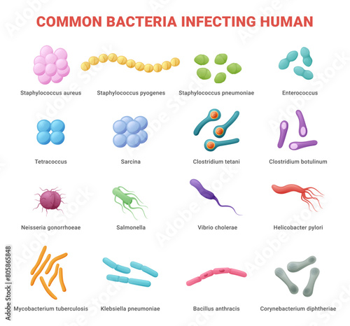 Common bacteria infecting human medical educational poster isometric vector illustration