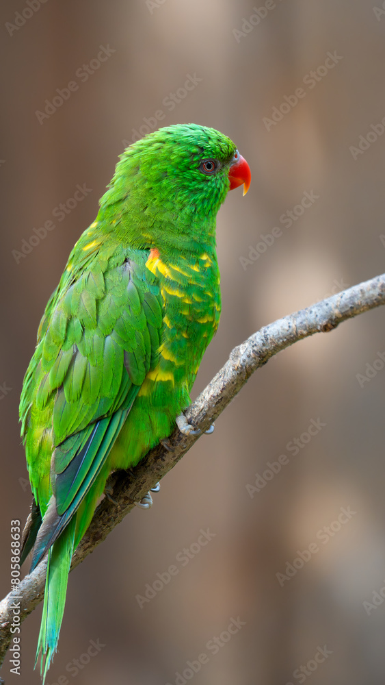 red parrot on a branch