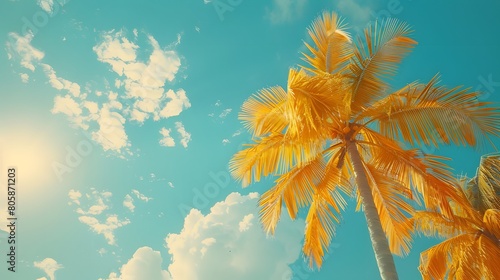 palm trees © Raffaza
