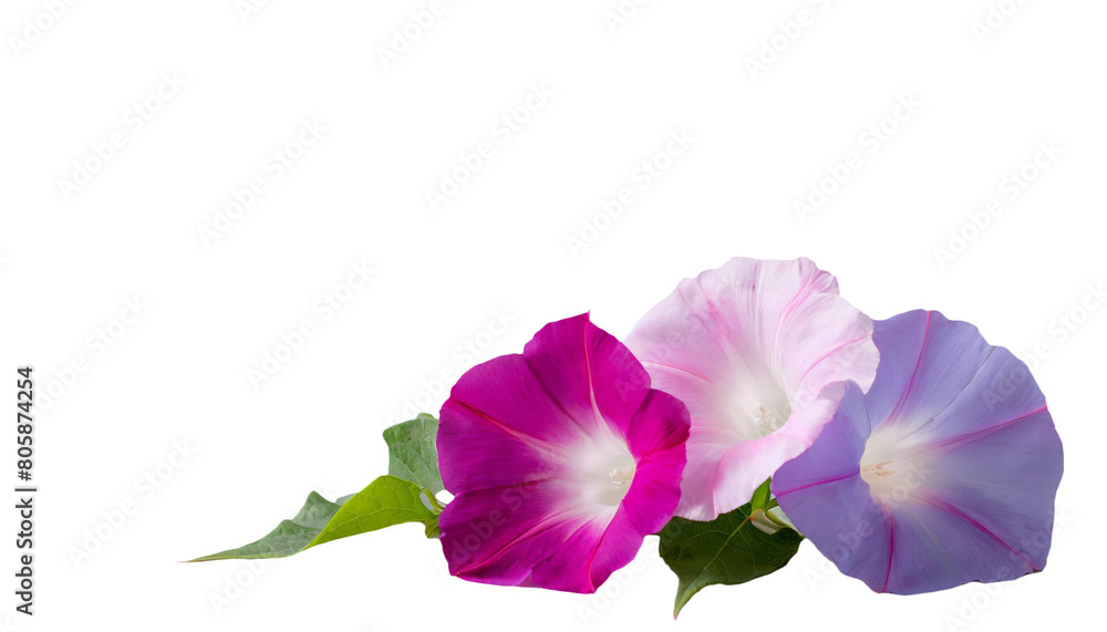 Fototapeta premium アサガオ 花 夏の花 PNG 透過