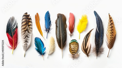 Avian Spectrum: A Collection of Bird Feathers photo